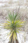 Moundlily yucca